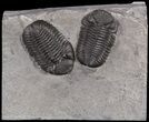 Exceptional Double Eldredgeops Trilobite Plate - New York #31528-2